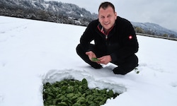 Der Tiroler Gemüsebauer Andreas Norz jun. begutachtet den erntereifen Spinat unter der 15 ...