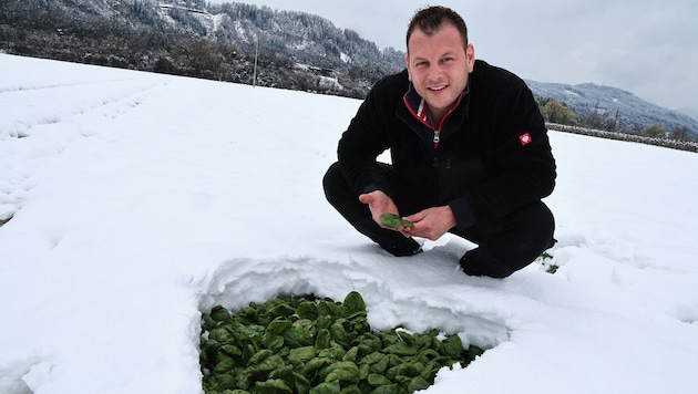 Der Tiroler Gemüsebauer Andreas Norz jun. begutachtet den erntereifen Spinat unter der 15 ...