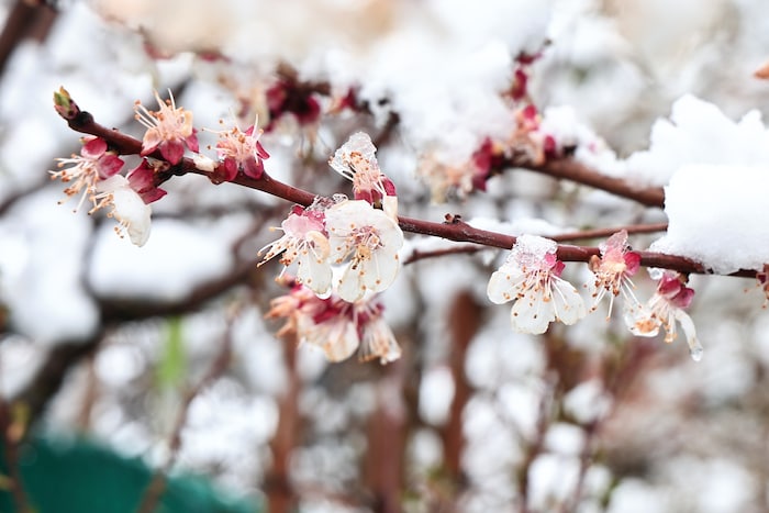 Vom Schnee „verbrannte“ Marillenblüten.