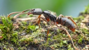 Die Asiatische Nadelameise wurde in Stuttgart gesichtet.