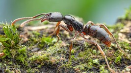 Die Asiatische Nadelameise wurde in Stuttgart gesichtet.