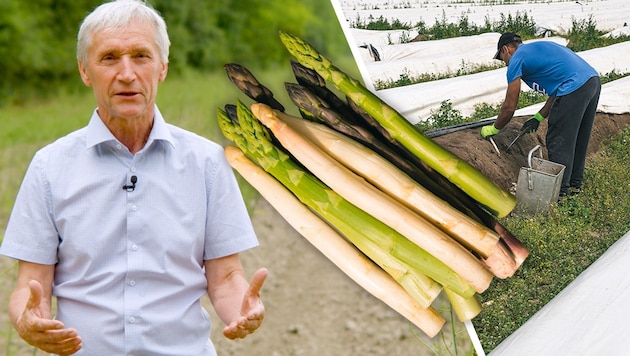 Das Spargelstechen im Marchfeld startet. Obmann Werner Magoschitz (links im Bild) appelliert, ...