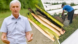 Das Spargelstechen im Marchfeld startet. Obmann Werner Magoschitz (links im Bild) appelliert, ...