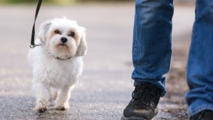 Malteser „Sammy“ ist viel, aber sicher nicht groß – das Hundehaltegesetz verlangt dafür eine ...