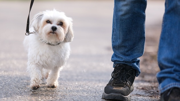 Malteser „Sammy“ ist viel, aber sicher nicht groß – das Hundehaltegesetz verlangt dafür eine ...