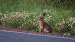 Feldhasen sind in der Paarungszeit vor Liebe blind für die Gefahren durch Autos.