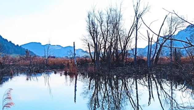 Das Bleistätter Moor lädt zu einem Spaziergang ein