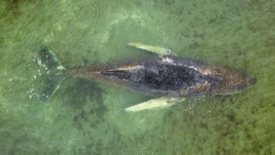 Am Samstagnachmittag strandete der Blauwal in der Nähe der Insel Walfisch.