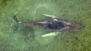 Der Buckelwal ist in der Nähe der Insel Walfisch auf einer Standbank gestrandet.