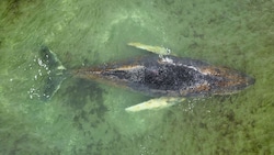 Der Buckelwal ist in der Nähe der Insel Walfisch auf einer Standbank gestrandet.