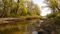 Naturjuwel mitten in den Donau-Auen: Die Lobau kämpft ums Überleben.
