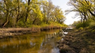 Naturjuwel mitten in den Donau-Auen: Die Lobau kämpft ums Überleben.