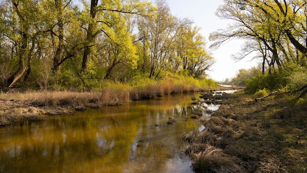 Naturjuwel mitten in den Donau-Auen: Die Lobau kämpft ums Überleben.