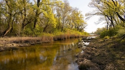 Naturjuwel mitten in den Donau-Auen: Die Lobau kämpft ums Überleben.
