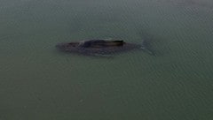 Das Tier habe sich nicht von der Stelle bewegt, so die Wasserschutzpolizei in Deutschland.