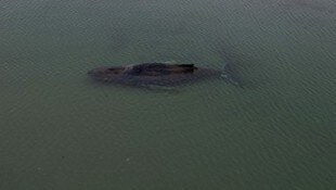 Seit Anfang März hat sich Buckelwal „Timmy“ mehrmals auf Sandbanken in der Ostsee festgesetzt.