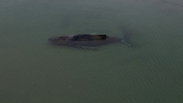 Das Tier habe sich nicht von der Stelle bewegt, so die Wasserschutzpolizei in Deutschland.
