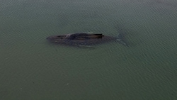 Das Tier habe sich nicht von der Stelle bewegt, so die Wasserschutzpolizei in Deutschland.