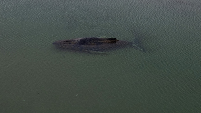 Laut Expertinnen und Experten liegt der Wal im Sterben. Es wurde entschieden, ihn seinem ...