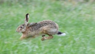 Sobald es über Landstraßen geht, wird es besonders gefährlich für Hasen.
