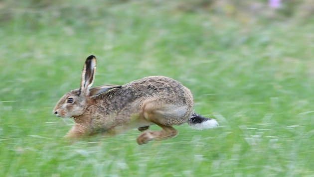 Sobald es über Landstraßen geht, wird es besonders gefährlich für Hasen.