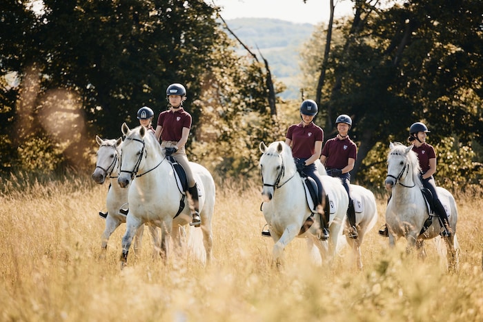 Lipizzaner am Heldenberg