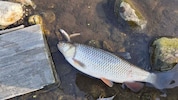Seltene Fischarten sterben Anfang März in der Lavant.