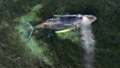 Hier wurde „Timmy“ von einer Drohne in der Wismarer Bucht aufgenommen.