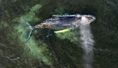 Der Buckelwal ist schon zu schwach – langsam aber doch schwindet jegliche Hoffnung, dass er es ...