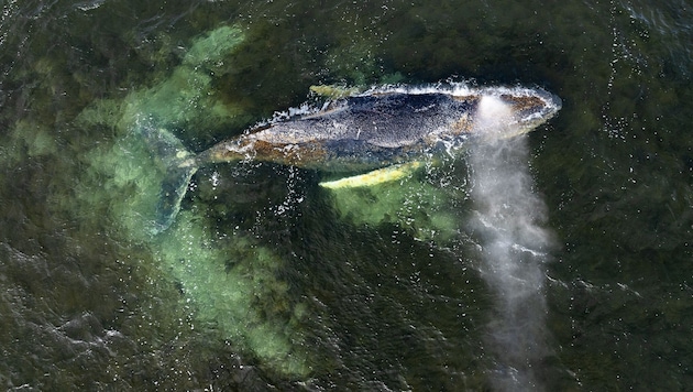 Hier wurde „Timmy“ von einer Drohne in der Wismarer Bucht aufgenommen.