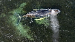 Hier wurde „Timmy“ von einer Drohne in der Wismarer Bucht aufgenommen.