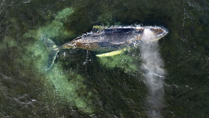Für „Timmy“ gibt es kaum noch Hoffnung.