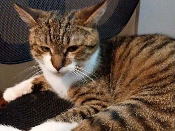 Has anyone seen Süßlein?