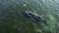 Experten hoffen, dass sich Buckelwal „Timmy“ selbst befreien kann.