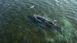 Experten hoffen, dass sich Buckelwal „Timmy“ selbst befreien kann.