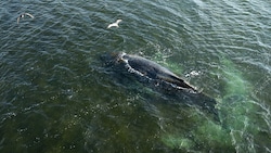 Experten hoffen, dass sich Buckelwal „Timmy“ selbst befreien kann.