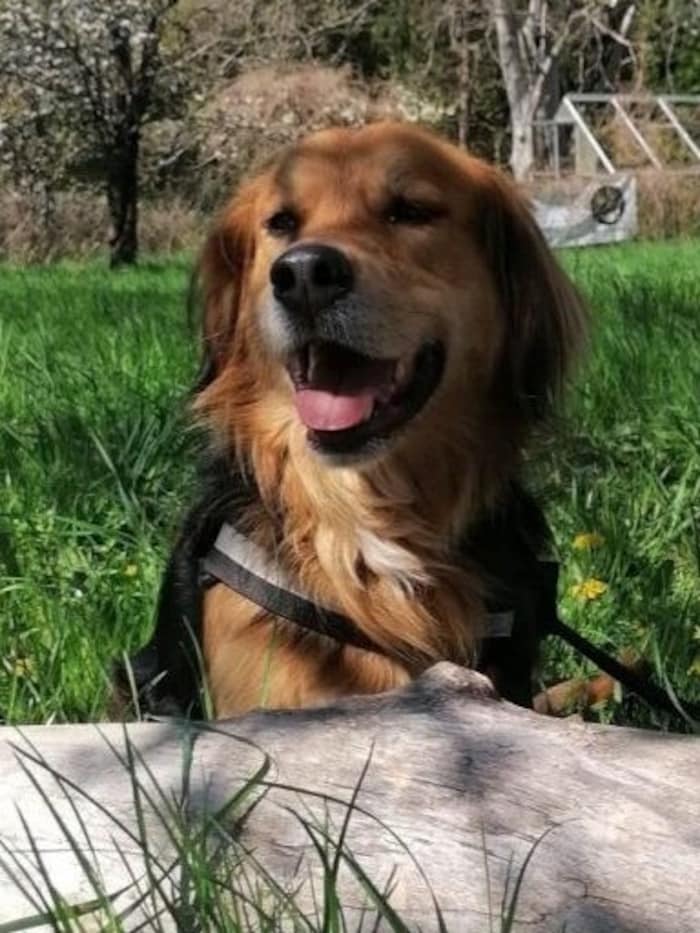 Gibt es einen ruhigen Einzelplatz für Wolfi?