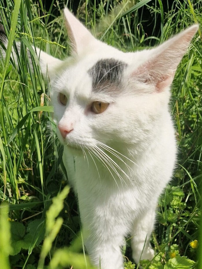 Seit Monaten in Hartberg abgängig: Jade.