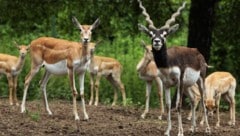 Ein grausamer Fund im Wiener Zoo: Eine Hirschziegenantilope wurde offenbar durch einen Schuss ...