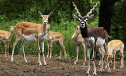 Ein grausamer Fund im Wiener Zoo: Eine Hirschziegenantilope wurde offenbar durch einen Schuss ...