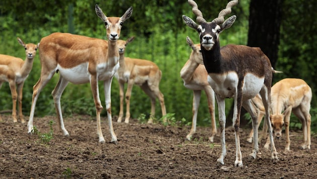 A gruesome discovery at the Vienna Zoo: A duiker was apparently killed by a gunshot. (Stock ...