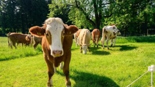 25 Liter gibt eine Kuh pro Tag. Aber für Fertigprodukte werde oft schon Milch verpulvert, die ...