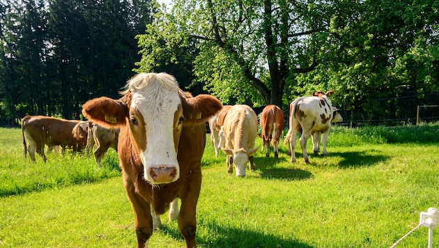 25 Liter gibt eine Kuh pro Tag. Aber für Fertigprodukte werde oft schon Milch verpulvert, die ...