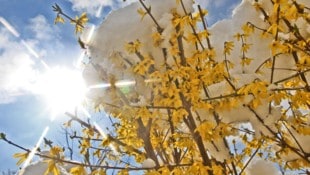Christof Birbaumer Frühlingsboten: In vielen Gärten blühen bereits die Forsythien.