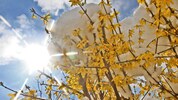 Frühlingsboten: In vielen Gärten blühen bereits die Forsythien.