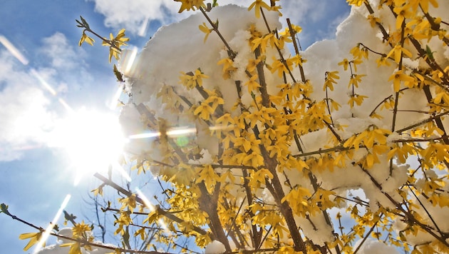 Frühlingsboten: In vielen Gärten blühen bereits die Forsythien.
