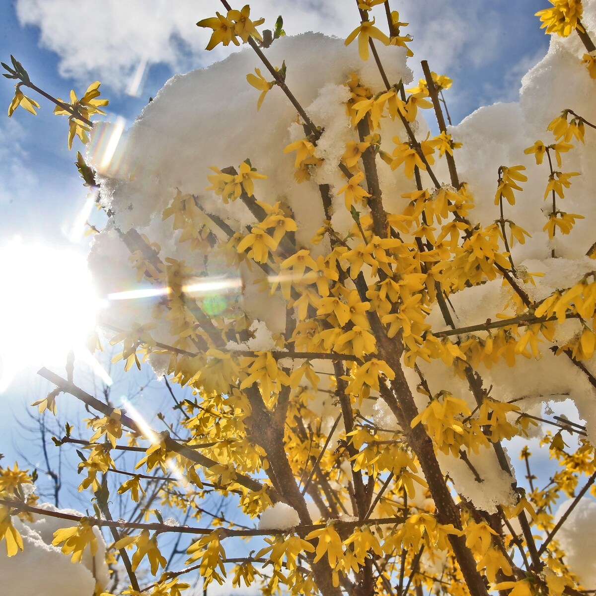 Die Karwoche - Das Gelb der Forsythien und der Geruch von Jauche | krone.at