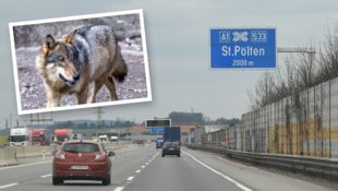 Es war tatsächlich ein Wildunfall mit einem Wolf auf der A 1 bei St. Pölten, bestätigt die ...