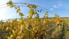 Winzer fürchten massive Ausfälle durch die Krankheit, die sich auch im Burgenland ausbreitet.