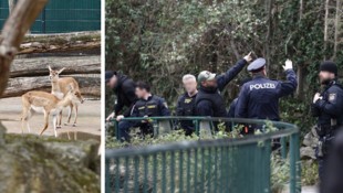 Der Schütze nahm ein Jungtier der scheuen Hirschziegen-Antilopen ins Visier. Am Dienstag ...